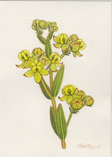 Largeflower Milkweed 5x7 Original Watercolor Painting