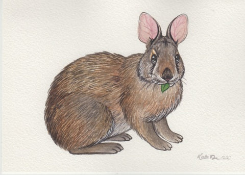 Marsh Rabbit 7x5 Original Watercolor Painting