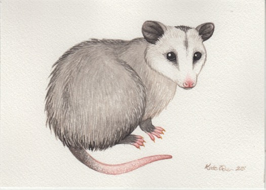 Virginia Opossum 7x5 Original Watercolor Painting