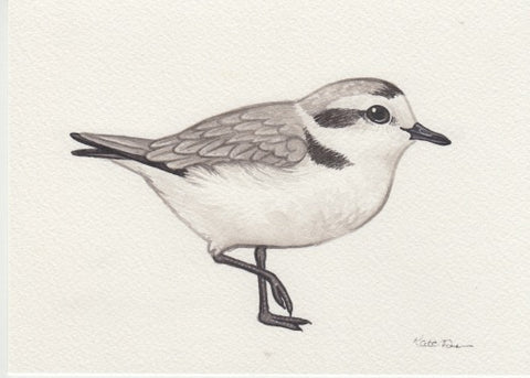 Snowy Plover 7x5 Original Watercolor Painting