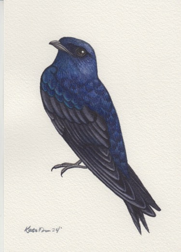 Purple Martin 5x7 Original Watercolor Painting