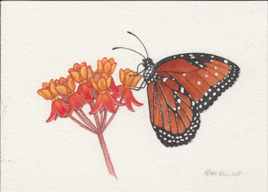 Queen on Fewflower Milkweed 7x5 Original Watercolor Painting