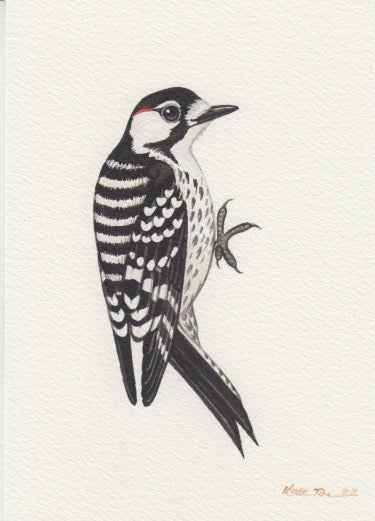 Red-cockaded Woodpecker 5x7 Original Watercolor Painting