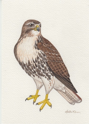 Red-tailed Hawk 5x7 Original Watercolor Painting