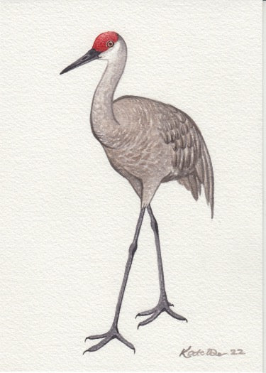 Sandhill Crane 5x7 Original Watercolor Painting