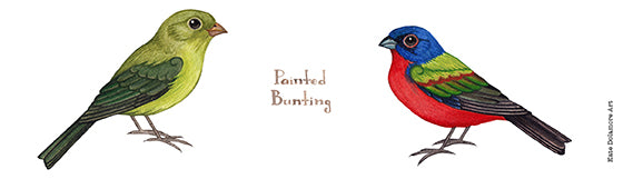 Painted Bunting 10 oz. Camp Mug