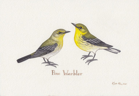 Pine Warbler 10.25x7 Original Watercolor Painting