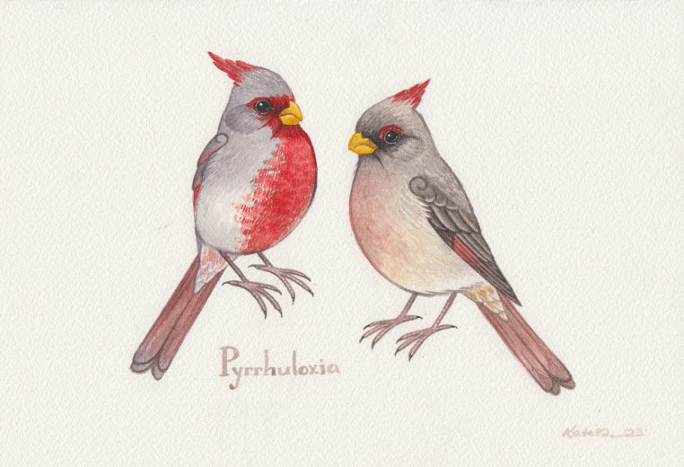 Pyrrhuloxia 10.25x7 Original Watercolor Painting