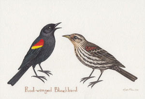 Red-winged Blackbird 10.25x7 Original Watercolor Painting