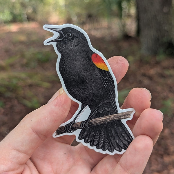 Red-winged Blackbird Singing Vinyl Sticker