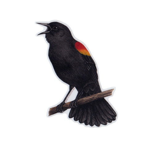 Red-winged Blackbird Singing Vinyl Sticker