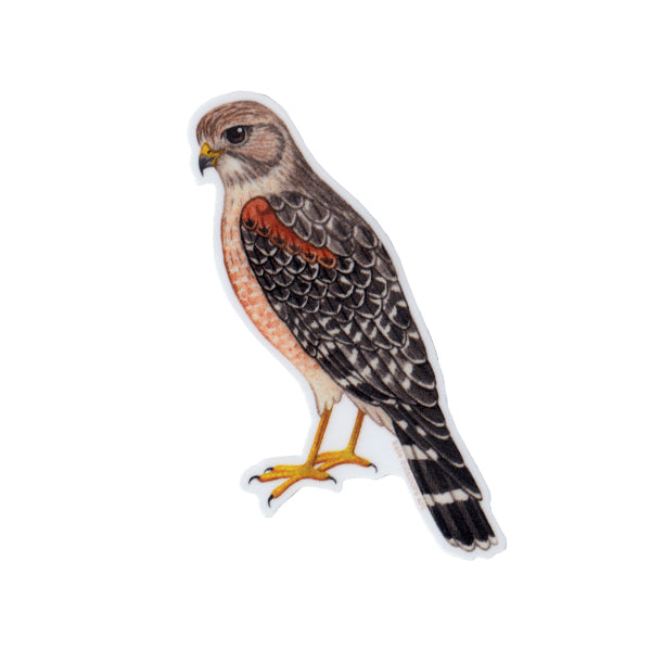 Red-shouldered Hawk Vinyl Sticker