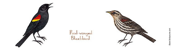 Red-winged Blackbird 10 oz.Camp Mug
