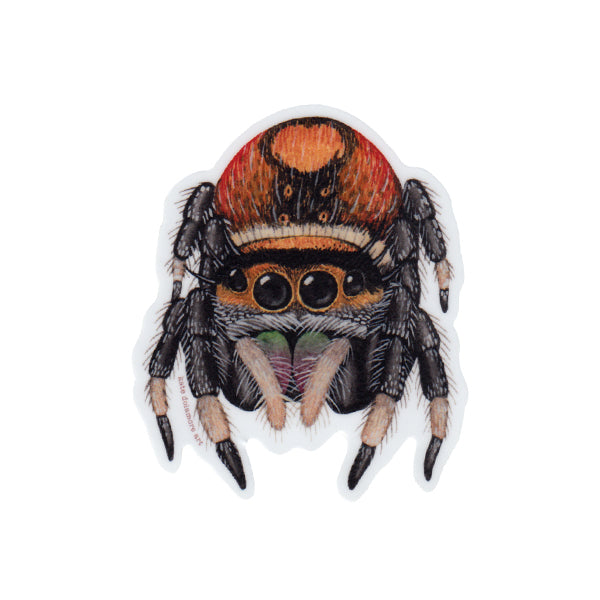 Regal Jumping Spider Vinyl Sticker