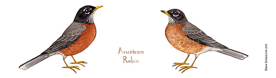 American Robin 10 oz. Camp Mug