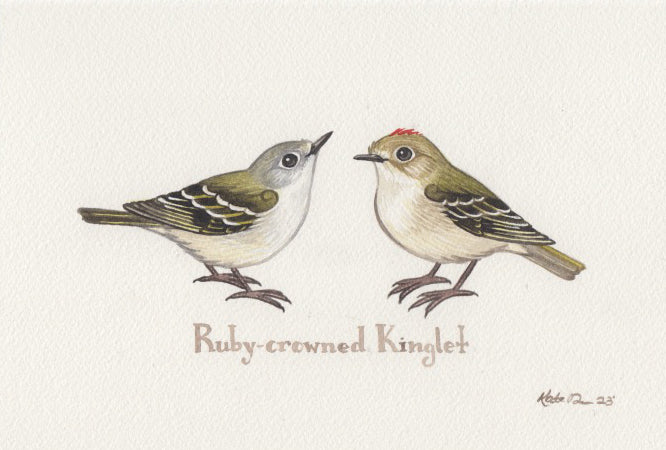 Ruby-crowned Kinglet 9x6 Original Watercolor Painting