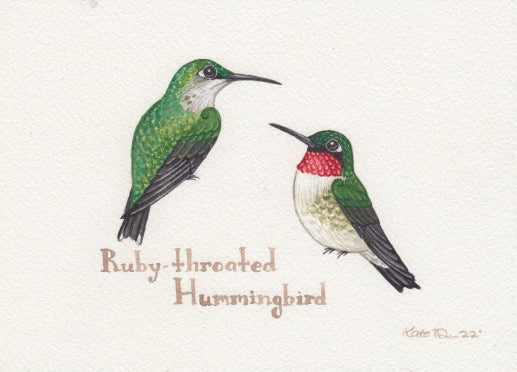 Ruby-throated Hummingbird 7x5 Original Watercolor Painting