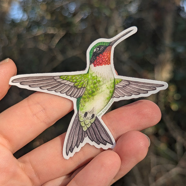 Ruby-throated Hummingbird Vinyl Sticker