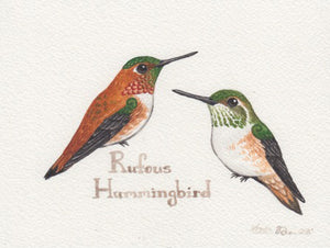 Rufous Hummingbird 6x4.5 Original Watercolor Painting
