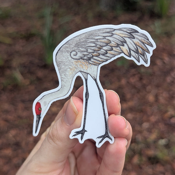 Sandhill Crane (Foraging) Vinyl Sticker