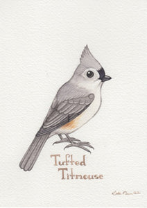 Tufted Titmouse 5x7 Original Watercolor Painting