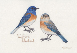Western Bluebird 9x6 Original Watercolor Painting