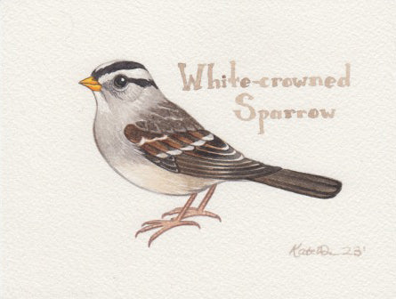 White-crowned Sparrow 6x4.5 Original Watercolor Painting