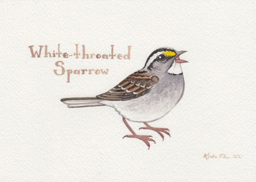 White-throated Sparrow 7x5 Original Watercolor Painting