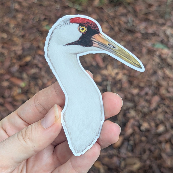 Whooping Crane Vinyl Sticker