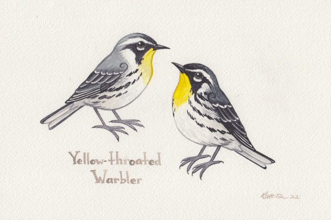 Yellow-throated Warbler 9x6 Original Watercolor Painting