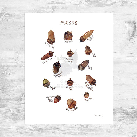 Acorns Field Guide Art Print