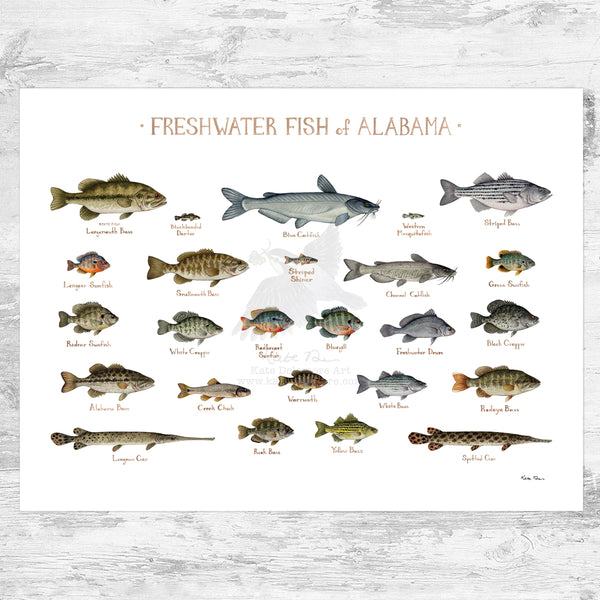 Alabama Freshwater Fish Field Guide Art Print