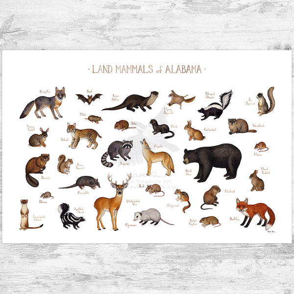 Alabama Land Mammals Field Guide Art Print