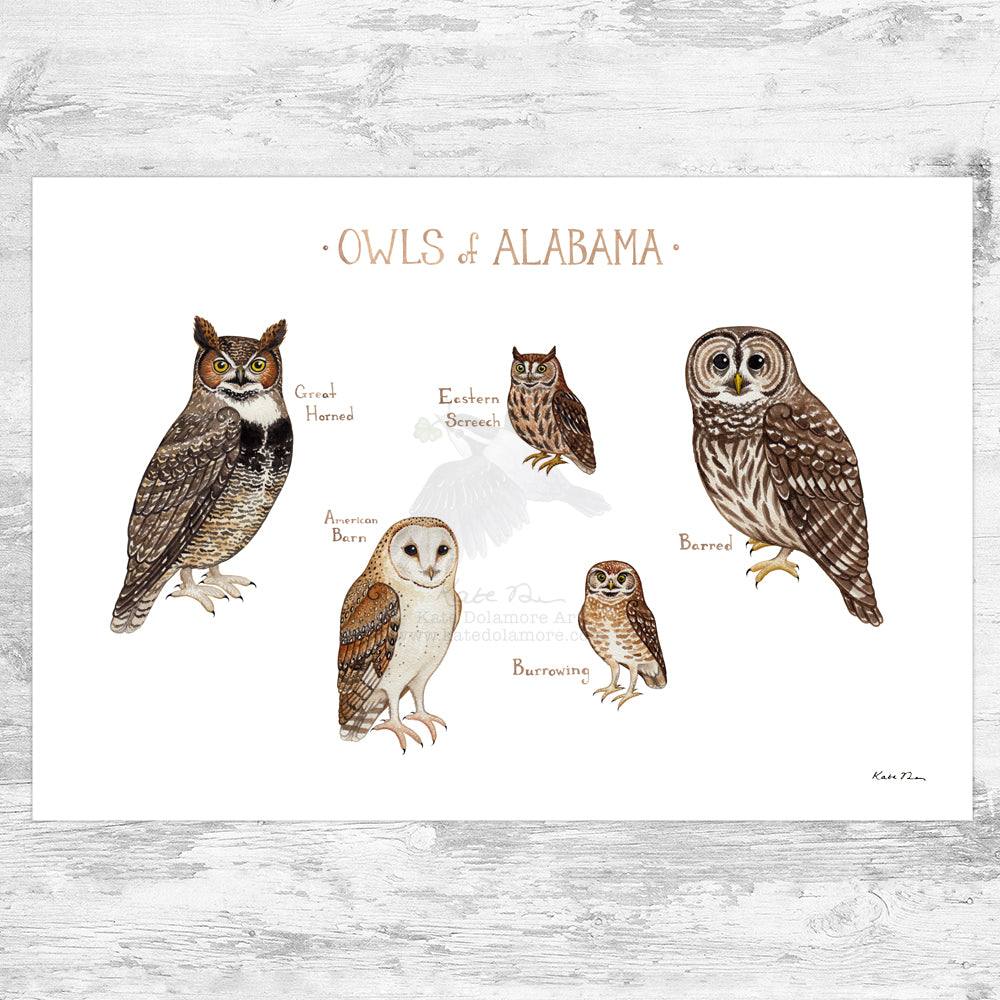 Alabama Owls Field Guide Art Print