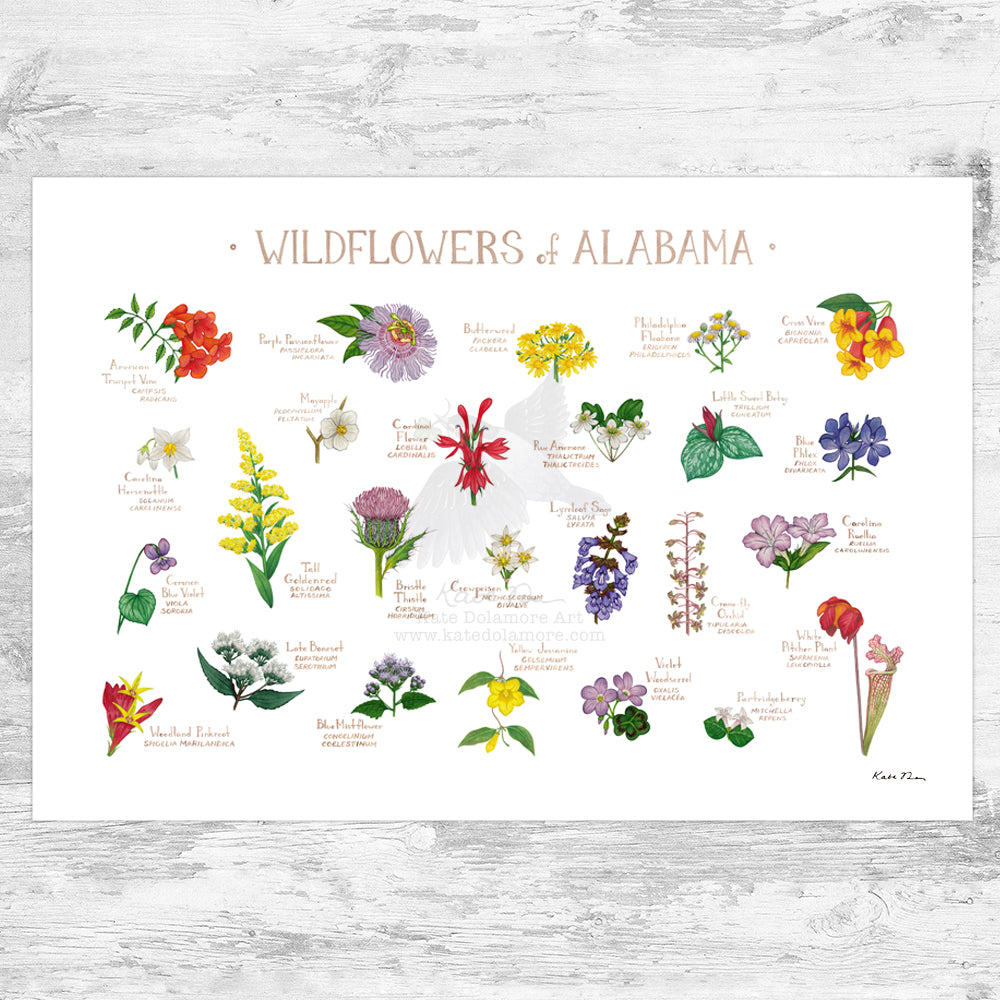 Alabama Wildflowers Field Guide Art Print
