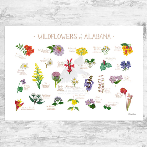 Wildflowers of the US Prints