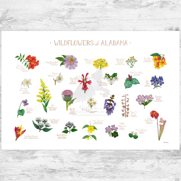 Alabama Wildflowers Field Guide Art Print