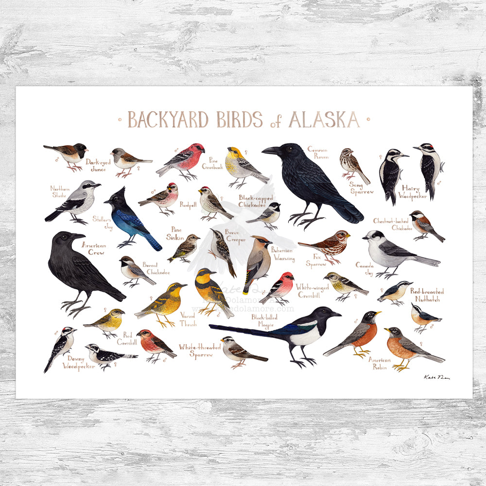 Alaska Backyard Birds Field Guide Art Print