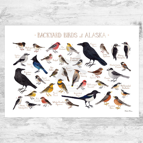Alaska Backyard Birds Field Guide Art Print