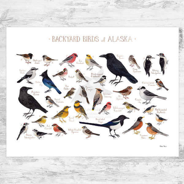Alaska Backyard Birds Field Guide Art Print