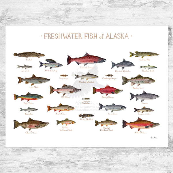 Alaska Freshwater Fish Field Guide Art Print