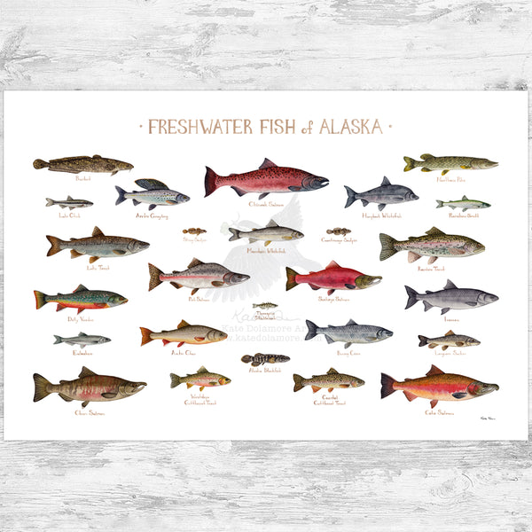 Alaska Freshwater Fish Field Guide Art Print