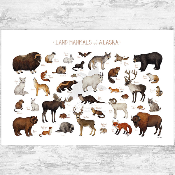 Alaska Land Mammals Field Guide Art Print
