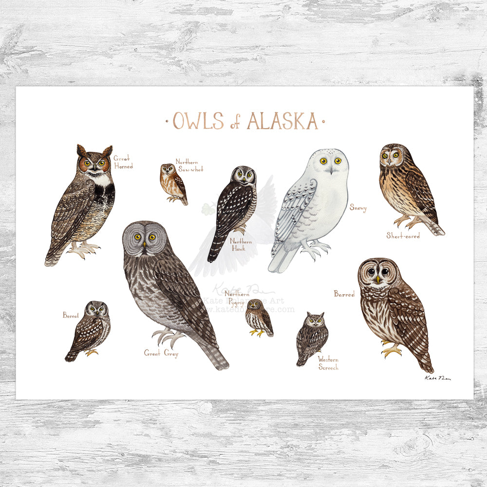 Alaska Owls Field Guide Art Print