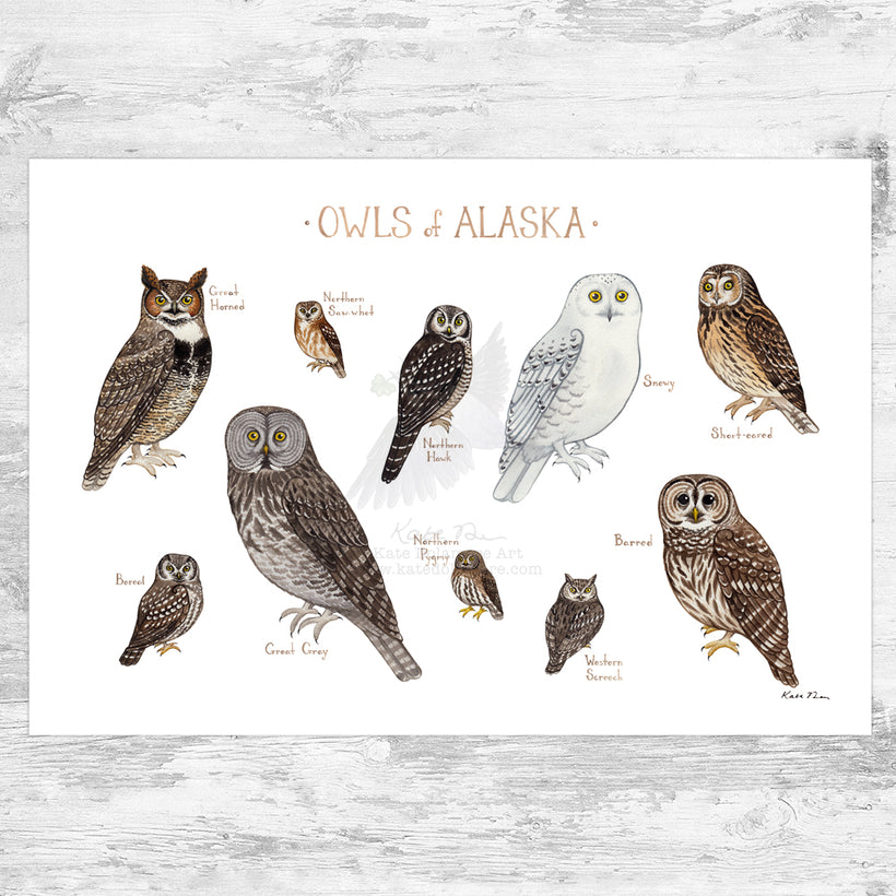 Owls of the US and Canada Prints