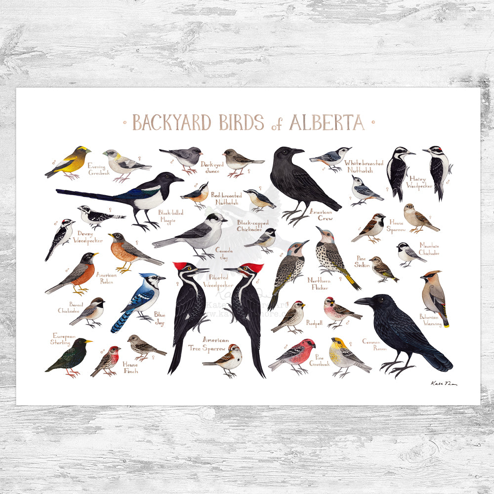 Alberta Backyard Birds Field Guide Art Print
