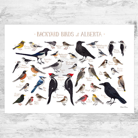Alberta Backyard Birds Field Guide Art Print