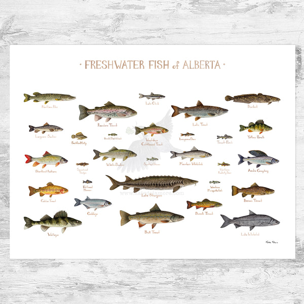 Alberta Freshwater Fish Field Guide Art Print