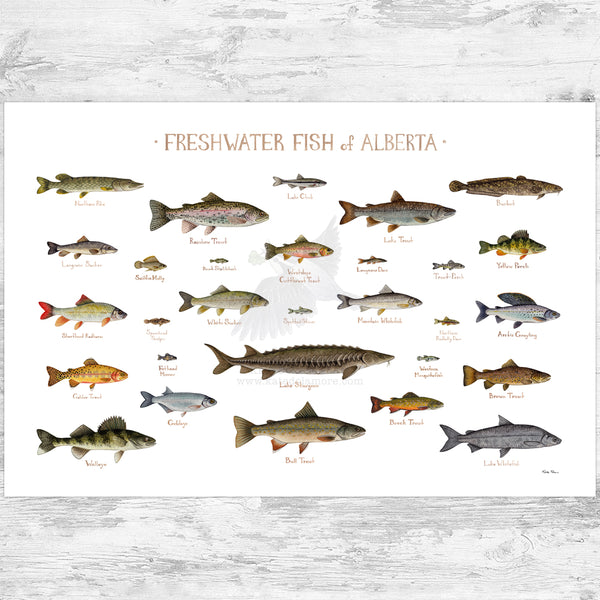 Alberta Freshwater Fish Field Guide Art Print