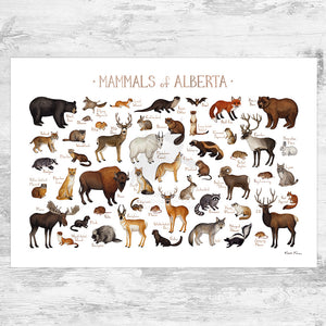 Alberta Mammals Field Guide Art Print